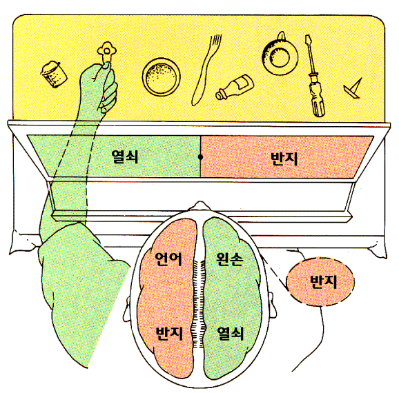 양단뇌환자 실험 2 - 분리뇌 환자에서 체성감각과 운동의 반구 분리